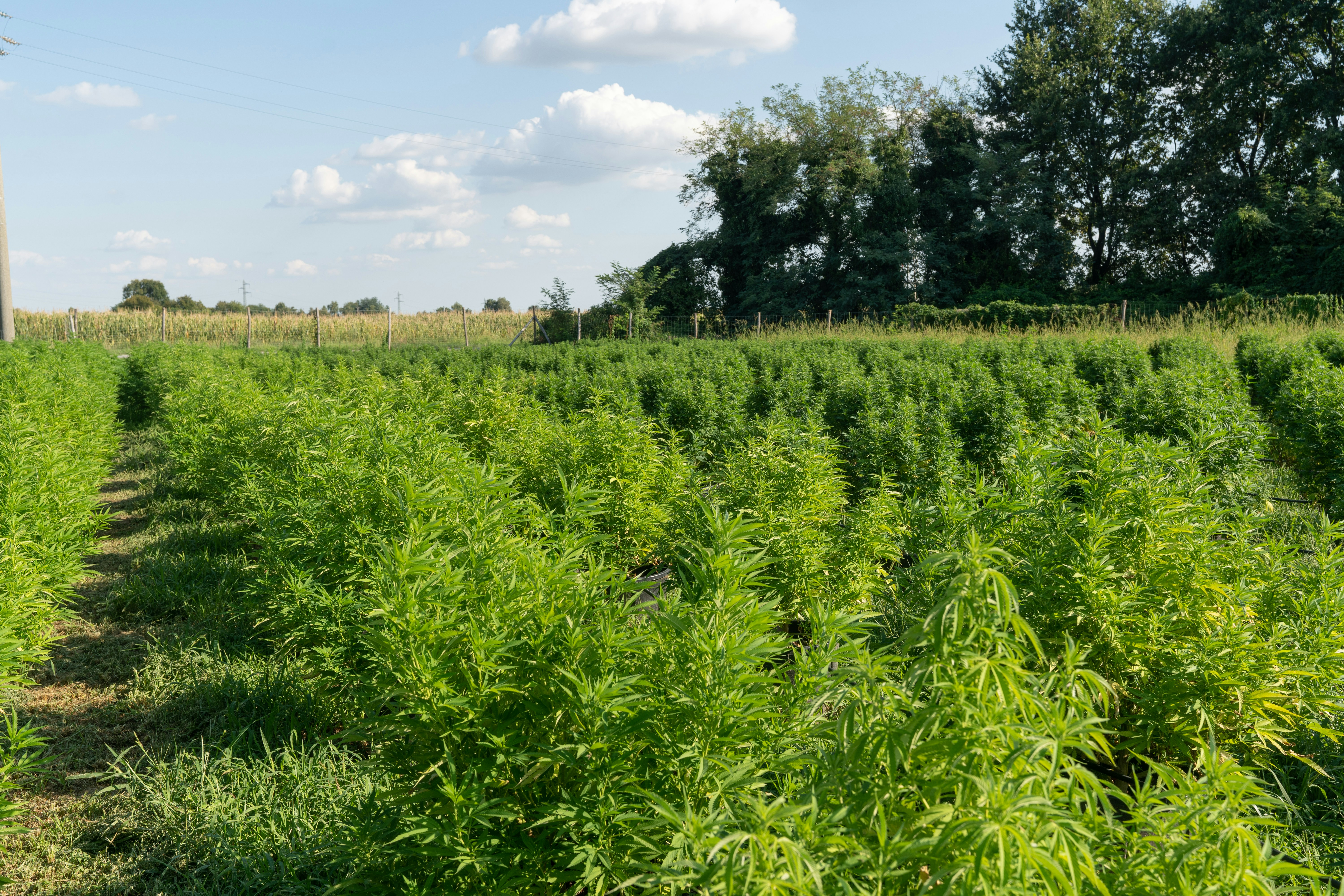 Hemp THCa Farm